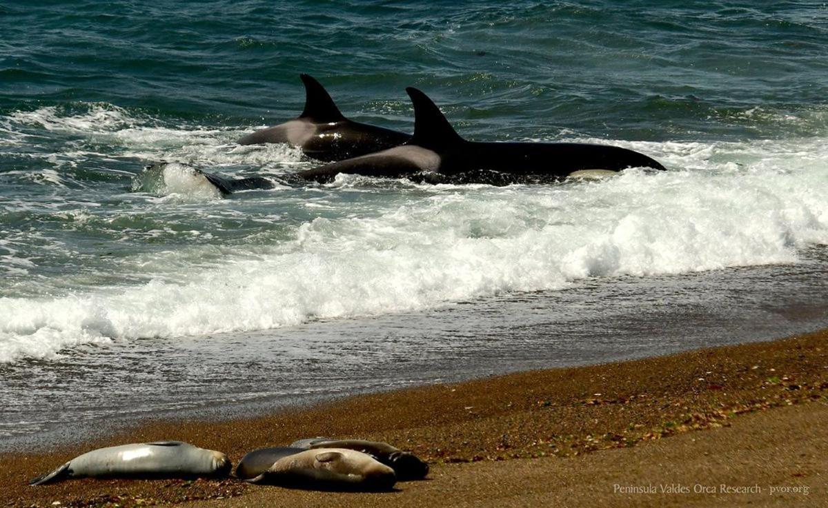 La Elvira Natural Lodge Nature & Wildlife Experience In Peninsula Valdes Punta Delgada Exterior foto